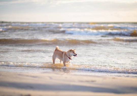 Le più belle località balneari in Italia che accolgono i nostri amici a quattro zampe